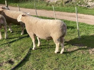 LOT 2 RAM : DTC 18 00 - CLARKE SD & TA