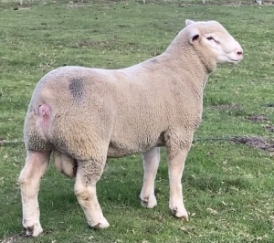 LOT 23 RAM : DTC 20 00 - CLARKE SD & TA