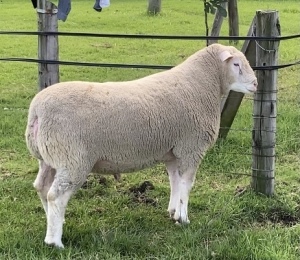 LOT 32 RAM : DTC 19 02 - CLARKE SD & TA