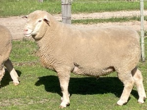 LOT 15 RAM : DTC 19 00 - CLARKE SD & TA