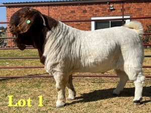 1X BOER GOAT FLOCK BUCK LUKAS BURGER