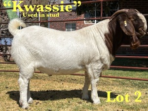 1X BOER GOAT STUD BUCK LUKAS BURGER