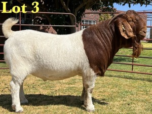 1X BOER GOAT STUD BUCK LUKAS BURGER