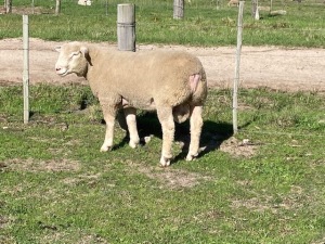 LOT 31 RAM : DTC 20 00 - CLARKE SD & TA