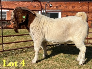 1X BOER GOAT FLOCK BUCK LUKAS BURGER