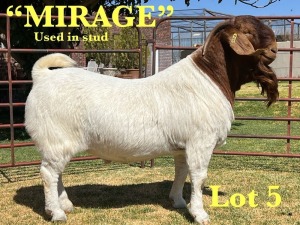 1X BOER GOAT STUD BUCK LUKAS BURGER