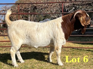 1X BOER GOAT STUD BUCK LUKAS BURGER