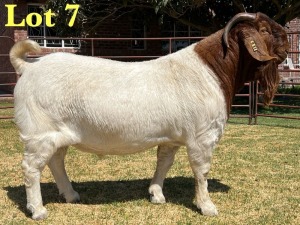 1X BOER GOAT FLOCK BUCK LUKAS BURGER