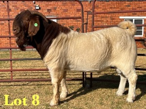 1X BOER GOAT FLOCK BUCK LUKAS BURGER