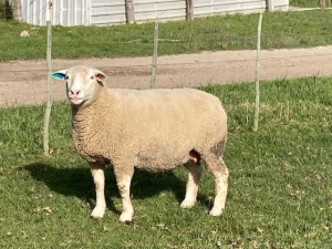 LOT 48 EWE : DTC 16 09 - CLARKE SD & TA