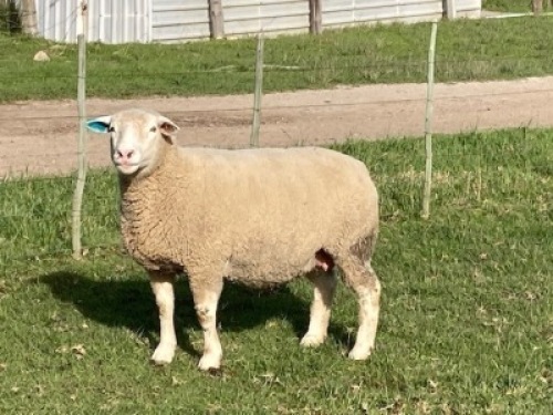 LOT 48 EWE : DTC 16 09 - CLARKE SD & TA