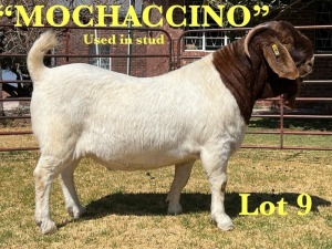 1X BOER GOAT STUD BUCK LUKAS BURGER