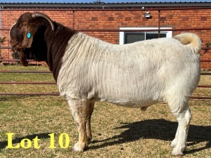 1X BOER GOAT STUD BUCK LUKAS BURGER