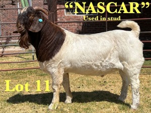 1X BOER GOAT STUD BUCK LUKAS BURGER