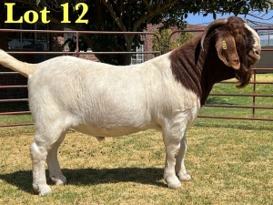 1X BOER GOAT STUD BUCK LUKAS BURGER