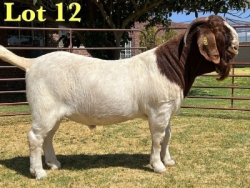 1X BOER GOAT STUD BUCK LUKAS BURGER