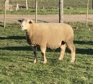 LOT 59 EWE : DTC 16 07 - CLARKE SD & TA