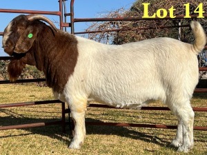 1X BOER GOAT FLOCK BUCK LUKAS BURGER