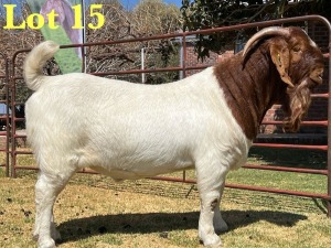 1X BOER GOAT STUD BUCK LUKAS BURGER