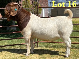 1X BOER GOAT STUD BUCK LUKAS BURGER