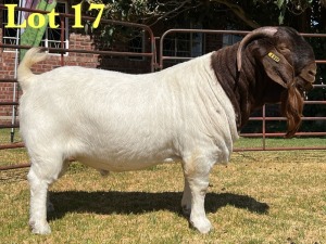 1X BOER GOAT STUD BUCK LUKAS BURGER