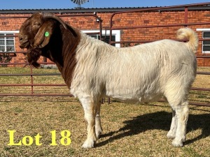 1X BOER GOAT FLOCK BUCK LUKAS BURGER