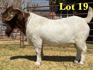 1X BOER GOAT FLOCK BUCK LUKAS BURGER