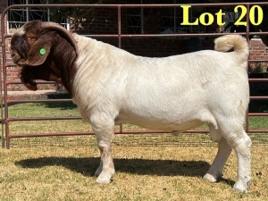 1X BOER GOAT FLOCK BUCK LUKAS BURGER