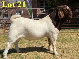 1X BOER GOAT STUD BUCK LUKAS BURGER