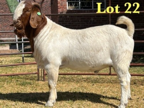 1X BOER GOAT FLOCK BUCK LUKAS BURGER