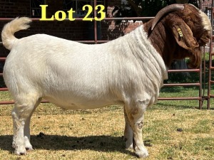 1X BOER GOAT FLOCK BUCK LUKAS BURGER