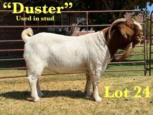 1X BOER GOAT STUD BUCK LUKAS BURGER