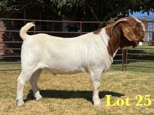 1X BOER GOAT STUD BUCK LUKAS BURGER