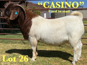 1X BOER GOAT STUD BUCK LUKAS BURGER