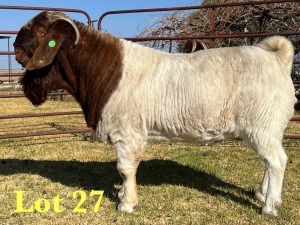 1X BOER GOAT FLOCK BUCK LUKAS BURGER