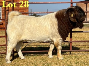 1X BOER GOAT STUD BUCK LUKAS BURGER