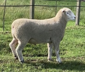 LOT 39 RAM : DTC 20 00 - CLARKE SD & TA