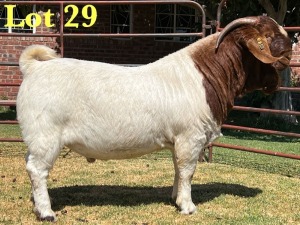 1X BOER GOAT FLOCK BUCK LUKAS BURGER