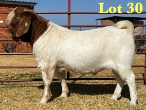 1X BOER GOAT FLOCK BUCK LUKAS BURGER