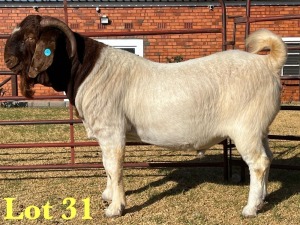 1X BOER GOAT STUD BUCK LUKAS BURGER