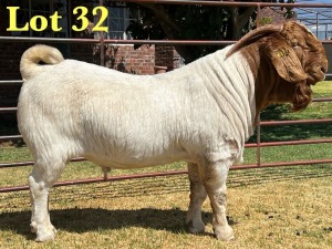 1X BOER GOAT FLOCK BUCK LUKAS BURGER