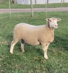 LOT 68 EWE : DTC 16 06 - CLARKE SD & TA