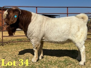 1X BOER GOAT STUD BUCK LUKAS BURGER