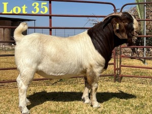 1X BOER GOAT FLOCK BUCK LUKAS BURGER