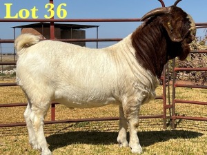 1X BOER GOAT FLOCK BUCK LUKAS BURGER