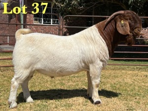 1X BOER GOAT FLOCK BUCK LUKAS BURGER