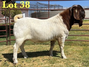 1X BOER GOAT STUD BUCK LUKAS BURGER