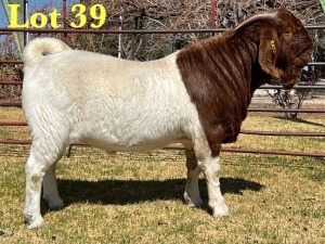 1X BOER GOAT FLOCK BUCK LUKAS BURGER