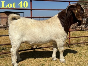 1X BOER GOAT FLOCK BUCK LUKAS BURGER