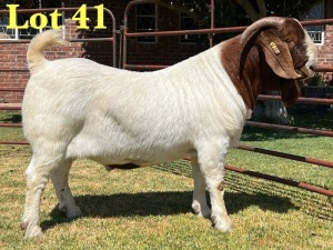 1X BOER GOAT FLOCK BUCK LUKAS BURGER